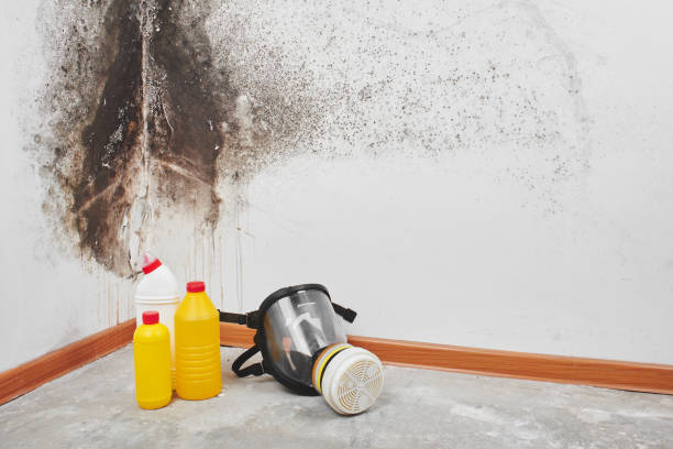 Best Affordable Mold Removal  in Delphos, OH