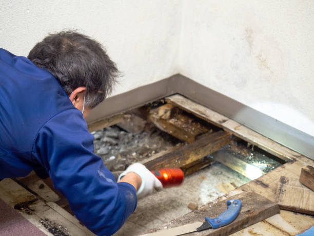 Best Mold Cleaning Services  in Delphos, OH