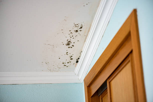Best Water Damage Restoration  in Delphos, OH