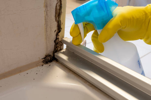 Best Best Mold Removal Companies  in Delphos, OH