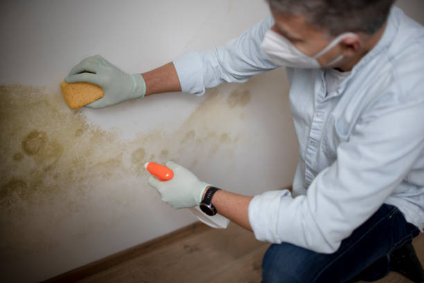 Best Mold Testing  in Delphos, OH