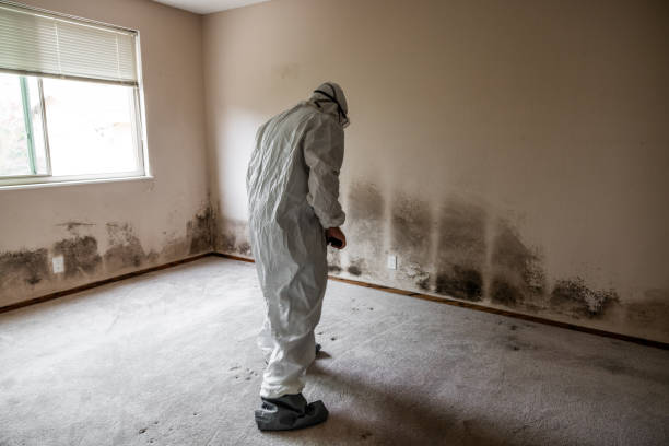 Best Toxic Mold Removal  in Delphos, OH
