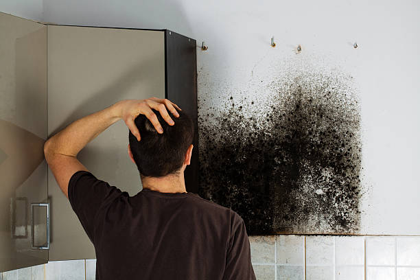 Best Mold Remediation  in Delphos, OH