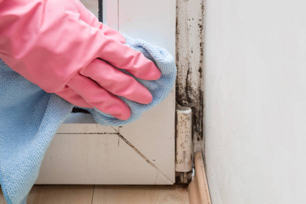 Mold Removal and Inspection in Delphos, OH
