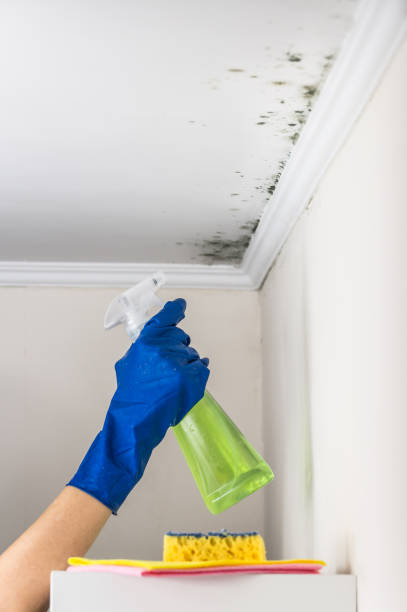 Best Fast Mold Removal  in Delphos, OH