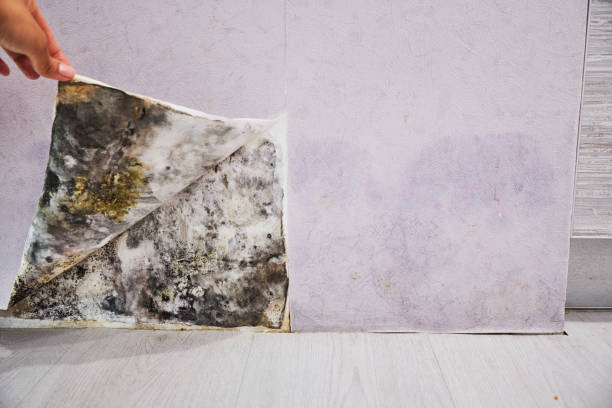 Best Mold Damage Repair  in Delphos, OH